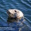 Seal Keeping Head Above the Water	Limited Print of 5 20 x 16  16 x 12