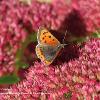 Small Copper	Limited Print of 5 20 x 16  16 x 12