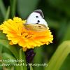 Small white on calendula	Limited Print of 5  mount Sizes 16x12 20x16