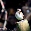 Spotted Flycatcher	Limited Print of 5.  Mount Size 16x12
