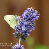 Spotted White on Lavender	Limited Print of 5 20 x 16  16 x 12