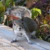 Squirrel Stare	Limited Print of 5 20 x 16  16 x 12