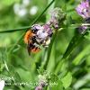 Tawny Mining Bee	Limited Print of 5 Mount Sizes 16x12 20x16