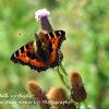Tortoise Shell on Thistle	Limited Print of 5  mount Sizes 16x12 20x16
