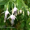 White Fuschia with Bee	Limited Print of 5 Mount Sizes 16x12 20x16