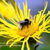 White Tailed Bumble Bee on Aster	Limited Print of 5 Mount Sizes 16x12 20x16