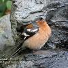 Young Chaffinch	Limited Print of 5 20 x 16  16 x 12
