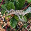 Young Iguana	Limited Print of 5 20 x 16  16 x 12