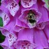 Bee in Foxglove	Limited Print of 5 20 x 16  16 x 12