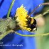 Bee on Hawkweed	Limited Print of 5 Mount Sizes 16x12 20x16