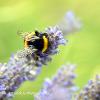 Bee On Lavendar	Limited Print of 5 Mount Sizes 16x12 20x16