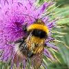 Bee on Ornamental Onion	Limited Print of 5 Mount Sizes 16x12 20x16