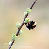 Bee on Pussy Willow 	Limited Print of 5 Mount Sizes 16x12 20x16