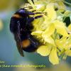 Bee on Yellow 	Limited Print of 5 Mount Sizes 16x12 20x16