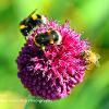 Bees on Sea Pink	Limited Print of 5 Mount Sizes 16x12 20x16