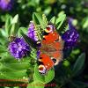 Butterfly Bloom and Bee 	Limited Print of 5  mount Sizes 16x12 20x16