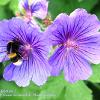 Collecting Nectar 2 	Limited Print of 5 Mount Sizes 16x12 20x16