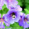 Collecting Nectar 3  	Limited Print of 5 Mount Sizes 16x12 20x16