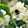 Collecting Nectar 5	Limited Print of 5 Mount Sizes 16x12 20x16