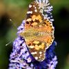 Comma on Buddelja 2	Limited Print of 5  mount Sizes 16x12 20x16