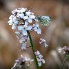 Green Veined White 1	Limited Print of 5  mount Sizes 16x12 20x16