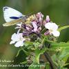 Green Veined White 2	Limited Print of 5  mount Sizes 16x12 20x16