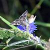 Grey Moth on Blue	Limited Print of 5  mount Sizes 16x12 20x16