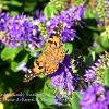 Hebe & Painted Lady Butterfly 2 	Limited Print of 5  mount Sizes 16x12 20x16