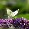 Large White on Buddelia Harlequin	Limited Print of 5  mount Sizes 16x12 20x16