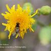 Nomad Bee on Yellow	Limited Print of 5 Mount Sizes 16x12 20x16