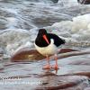 Oyster Catcher on the Rocks	Limited Print of 5 Mount Sizes 20x16 16x12