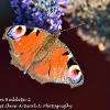 Peacock on Buddelja 2	Limited Print of 5  mount Sizes 16x12 20x16