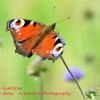 Peacock on Scabious	Limited Print of 5  mount Sizes 16x12 20x16