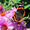 Red Admiral on Aster	Limited Print of 5 20 x 16  16 x 12