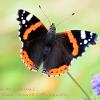 Red Admiral on Scabious 1 	Limited Print of 5  mount Sizes 16x12 20x16