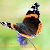 Red Admiral on Scabious 2 	Limited Print of 5  mount Sizes 16x12 20x16