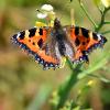Tortoise Shell on Aven 	Limited Print of 5  mount Sizes 16x12 20x16