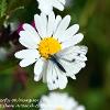 White Butterfly on Marguerite	Limited Print of 5  mount Sizes 16x12 20x16