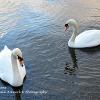 Glencoyne Swans  Limited Print of 5  Mount Sizes a4 16x12 20x16