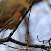 Robin in Glencoyne Park   Limited Print of 5  Mount Sizes a4 16x12