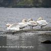Preening   Limited Print of 5  Mount Sizes a4 16x12 20x16