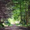 Balloch Woods  Limited Print of 5 Mount Size A4 20x16 16x12