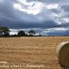 Culloden Bales  Limited Print of 5 Mount Size A4 20x16 16x12
