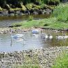 Swans and Signets Nairn  Limited Print of 5 Mount Size A4 20x16 16x12