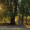 Clava Cairn Evening  Limited Print of 5 Mount Size A4 20x16 16x12