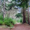 Winding Walks Fochabers   Limited Print of 5 Mount Size A4 20x16 16x12