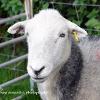 Smiling Herdy  Limited Print of 5 Mount Sizes 20x16 16x12 A4
