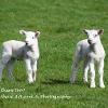 What's over there too?   Limited Print of 5 Mount Sizes 20x16 16x12 A4