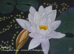 WaterLily