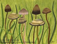 Seven Field Mushrooms
